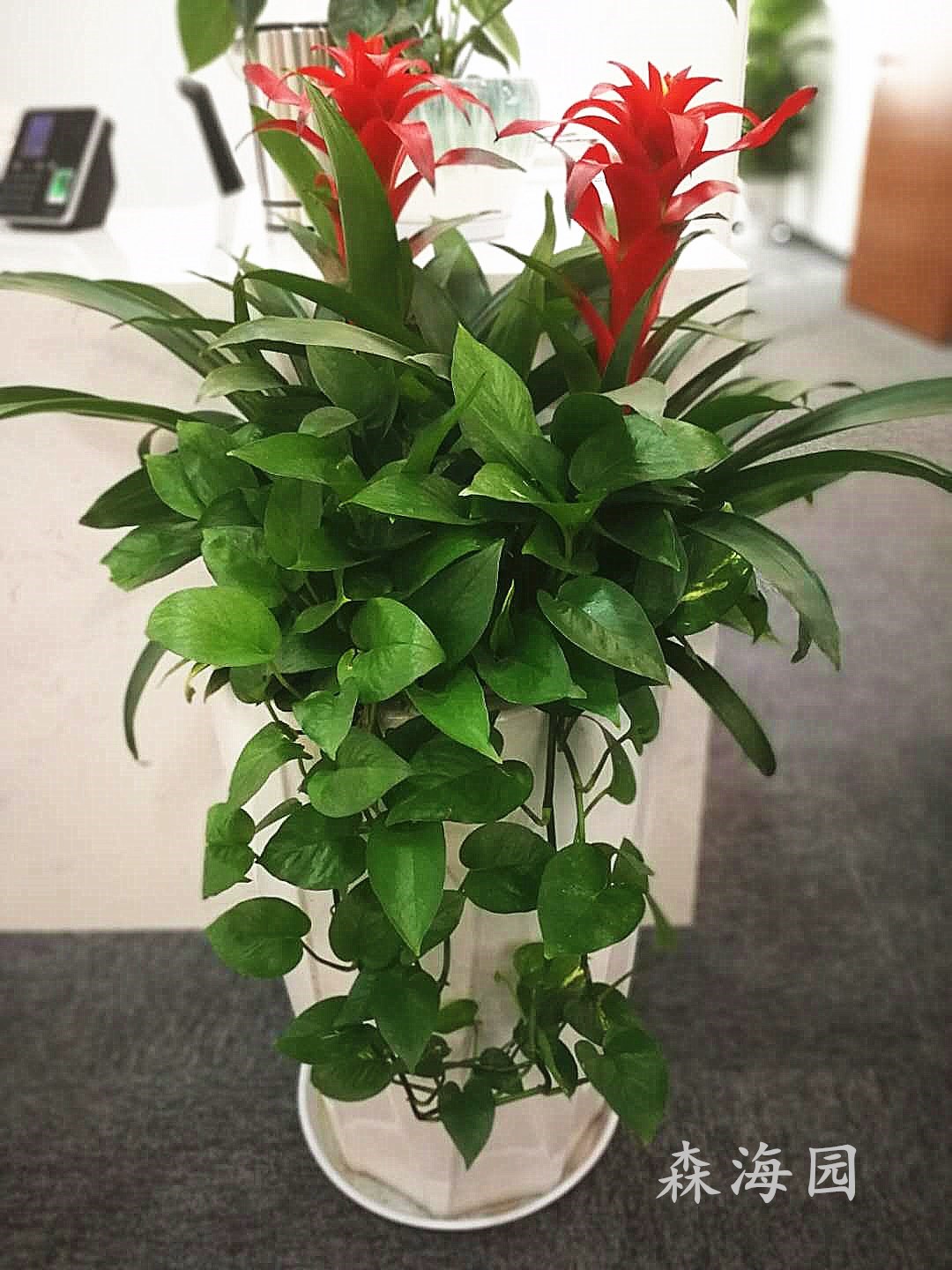 重慶租花價(jià)格
