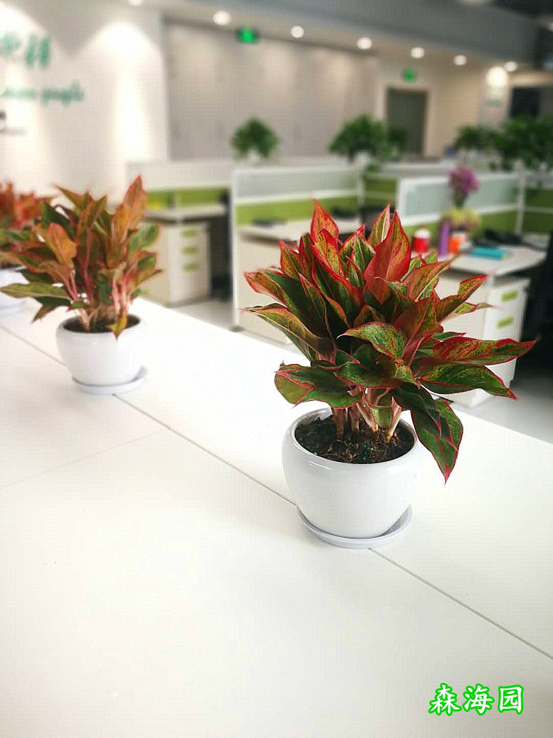 重慶寫(xiě)字樓綠植出租