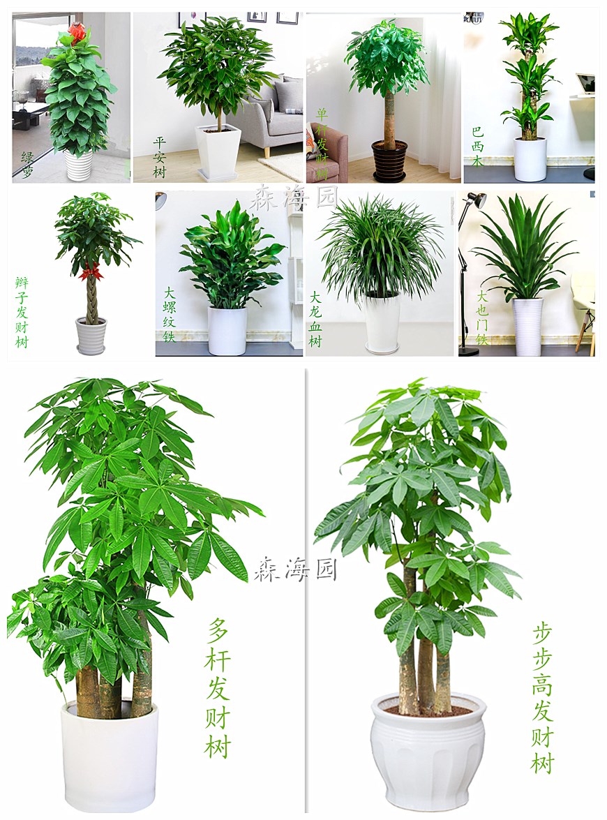 江北嘴植物租賃