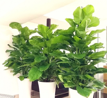 重慶辦公室盆栽植物出租