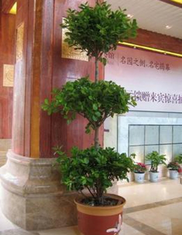 搖錢(qián)樹(shù)租賃