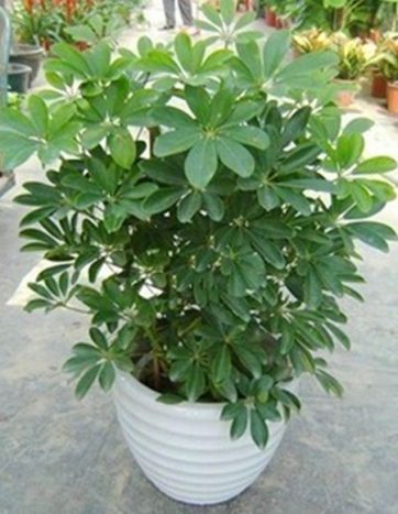 庭院綠植出租