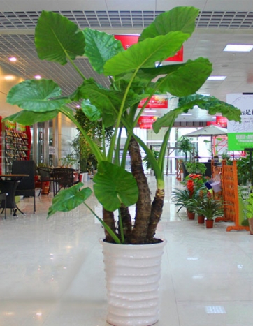 重慶綠植出租
