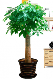 發(fā)財(cái)樹(shù)大型室內(nèi)客廳辦公室盆栽植物重慶同城配送