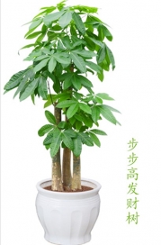 重慶辦公室綠植出租